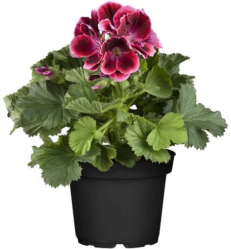 Pelargonie velkokvětá (Pelargonium grandiflorum) Mix, květináč cca 12 cm nakoupit u OBI