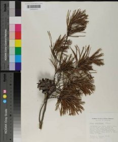 Pinus virginiana - Species Page - APA: Alabama Plant Atlas 