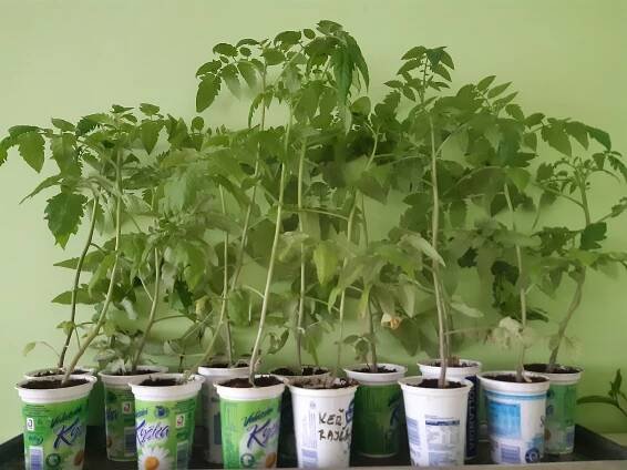 Prodám sazenice rajčat Kus 35kč Třinec Podlesi - InzerceTrinec.cz