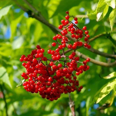 Roter Holunder Sambucus Racemosa