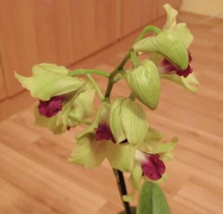 Dendrobium (Stromobytec) - eshop, prodej, semena, rostliny, pěstování, fotografie, množení, popis, atd. -> www.rostliny.net