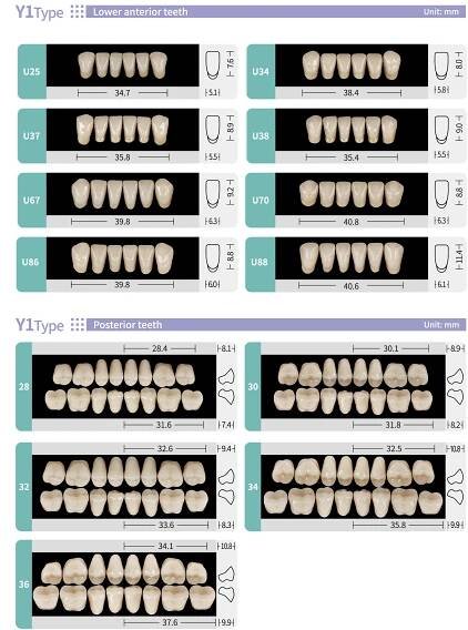Resin Teeth – YPDENTAL