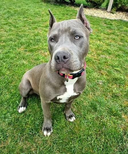 Bizzle´s Karma – Euro Bully Showdown