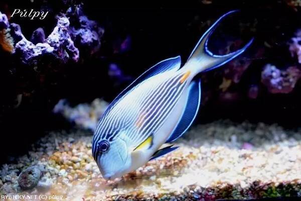 Bodlok rudomořský - Acanthurus sohal