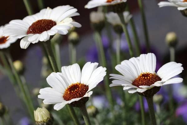 Rhodanthemum Casablanca – zapomenutá trvalková kráska - Zahradnictví Líbeznice