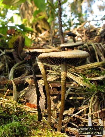 Lysohlávka tajemná česká - Psilocybe serbica var. bohemica - Kudluv fotoatlas hubKudluv fotoatlas hub