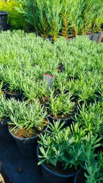 Levandule úzkolistá HIDCOTE nízká odrůda velmi VOŇAVÁ SAZENICE odolná Styl japonská zahrada moderní zahrada skalka středomořská zahrada venkovská zahrada