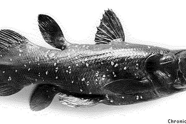 how old is the species of fish known as the coelacanth