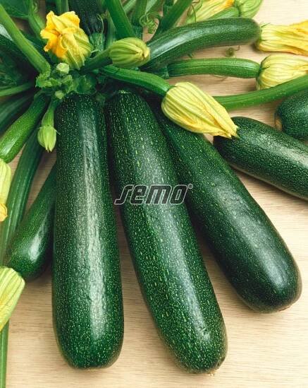 HOBBY, Zelenina - Tykev cuketa Startgreen F1, 0611
