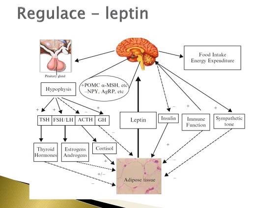 PPT - Biochemie výživy, vitamíny PowerPoint Presentation, free download - ID:3069308
