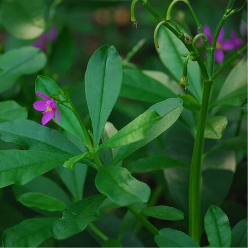 Ženšen korejský – Šrucha latnatá – Talinum paniculatum – osivo ženšenu