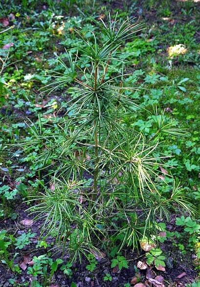 Obrázek - Sciadopitys verticillata (pajehličník přeslenatý) | BioLib.cz
