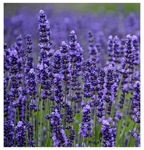 Lavandula angustifolia MUNSTEAD STRAIN - levandule úzkolistá