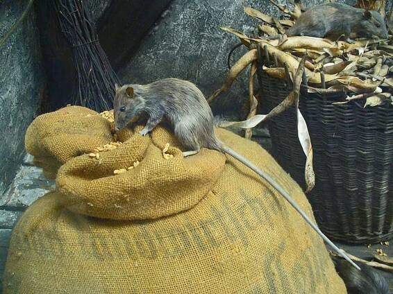 Soubor:Rattus rattus 01.JPG