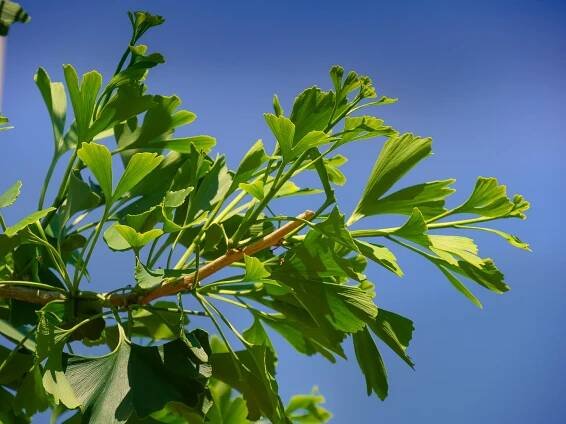 Ginkgo biloba 'Mascia' | jinan dvoulaločný 'Mascia' - Van den Berk školky
