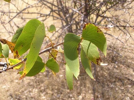 Soubor:Mopane.JPG – Wikipedie