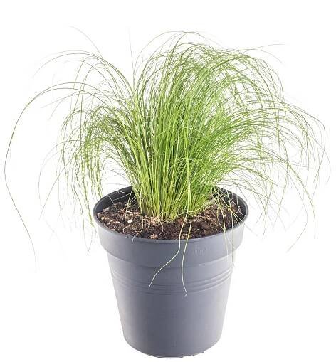 Kavyl péřovitý, Stipa tenuissima, kontejner 2 l skladem