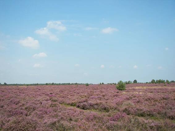 Geest