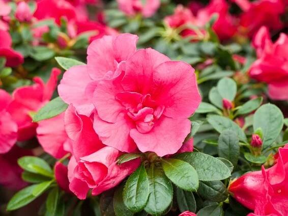 Azalea květiny ve skleníku — Stock obrázek