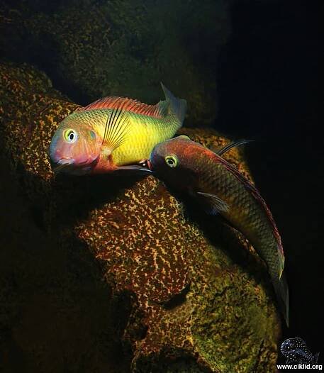 Tropheus  moorii