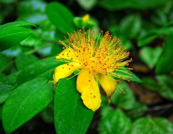 Best Shade-Loving Ground Covers (Complete Guide) – Food Forest Living