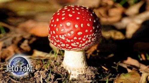 Nejjedovatější houby ČR (TOP 10)
