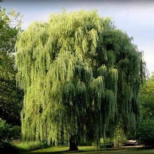 Weeping-Willow-Tree-1.jpg