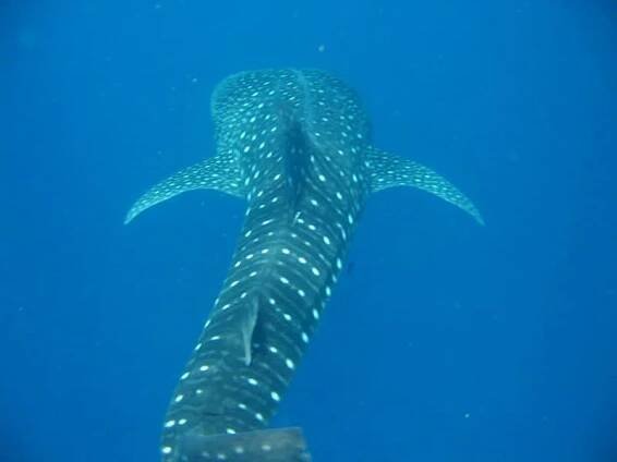 whale shark - Rhincodon Typus - white spots of whale shark's back while swimming away