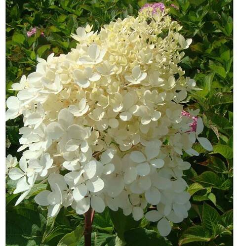 Hydrangea paniculata 'Phantom'