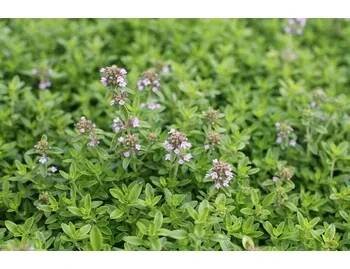 Mateřídouška citrónová 'Goldy' - Thymus citriodorus 'Goldy' Květník o průměru 13 cm