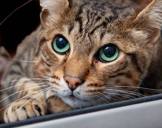 Cat Photography | Simon Kane Photography | Stunning Images To Last A Lifetime