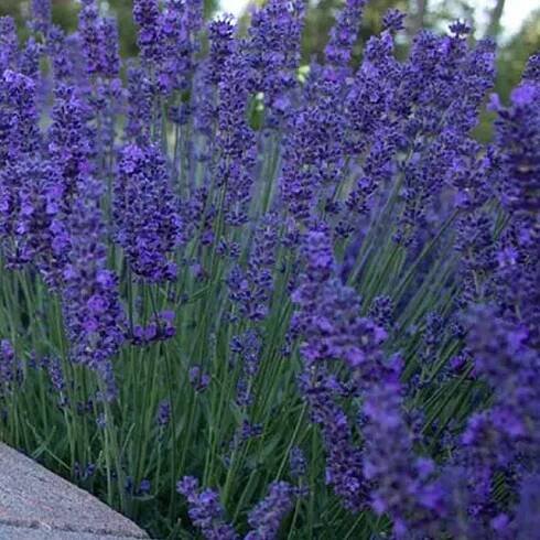 Levandule Lavandula Pacific Blue – sazenice