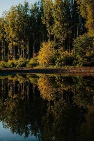 jezero, klidný, reflexe, hladina vody, podzimní sezóna, les, list, stromy, krajina, podzim
