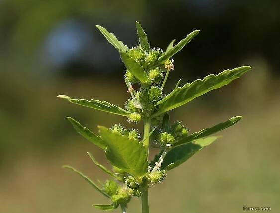 Bažanka roční (Mercurialis annua)