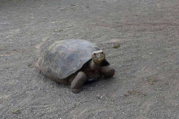 Galapágy