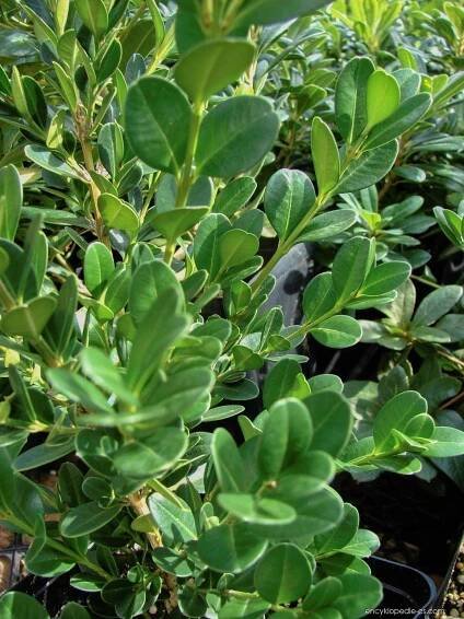 Zimostráz - Buxus japonica
