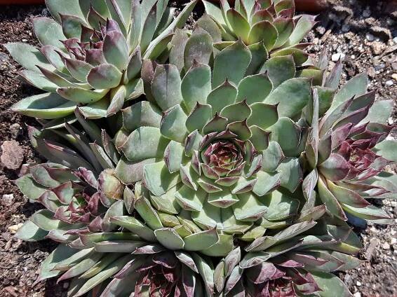 Netřesk - sempervivum 14