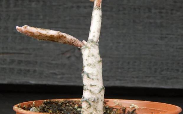 Euphorbia platyclada - Dead Plant