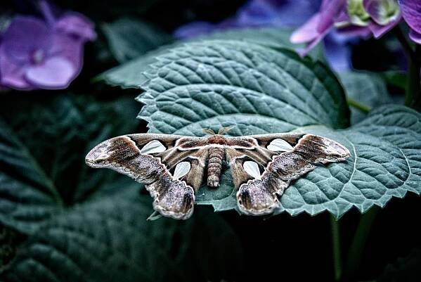 Attacus, Atlas, Mol, Motýl, Létat