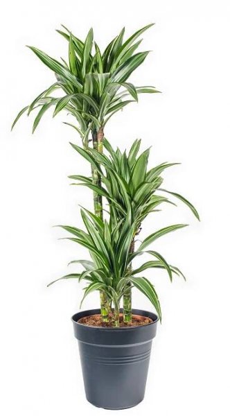 Dračinec vonný, Dracaena fragrans, 3 výhony, skladem