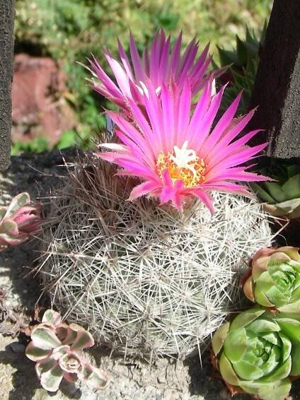 Soubor:Escobaria vivipara var rosea 26juin2006.jpg – Wikipedie