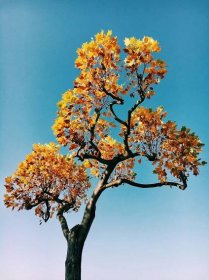 yellow and brown tree under blue sky during daytime