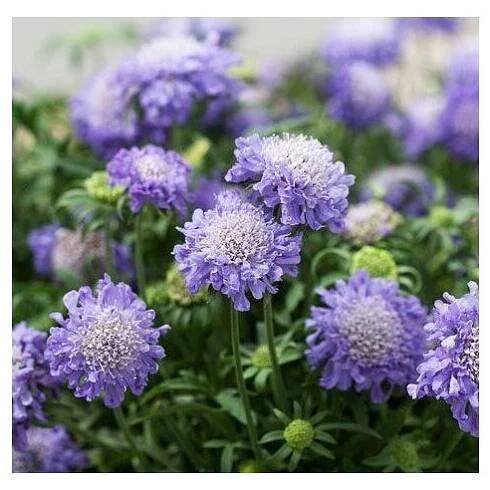 SCABIOSA - hlaváč - Lukon Glads s.r.o.