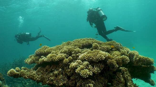 Great Barrier Reef headed for ‘massive death’