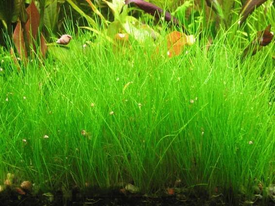 Элеохарис Ацикулярис Eleocharis acicularis