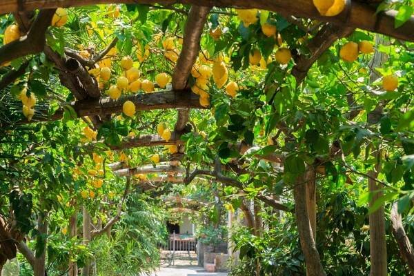 amalfi lemon tour ()