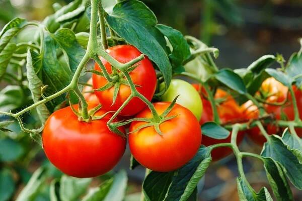 Tomate stock fotografie, royalty free obrázky