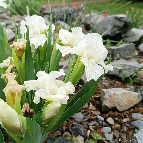 Kosatec Favorite Angel - Základní nízké kosatce (Iris), květy, květenství
