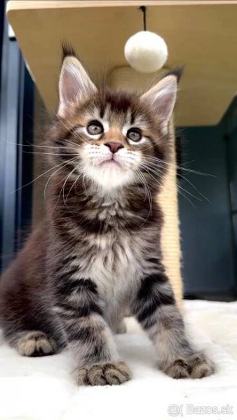 Rezervovaný Mainská Myvalia Giovanni Maine Coon
