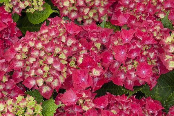 Hortenzie zahradní ROYAL RED